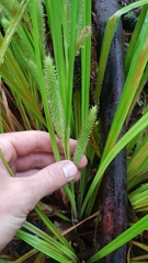 Carex forsteri