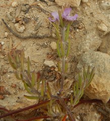 Westringia eremicola