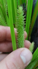 Carex forsteri