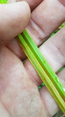 Carex forsteri