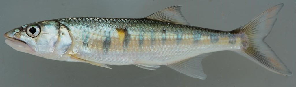 African carplet (Raiamas salmolucius) — Cyprinidae