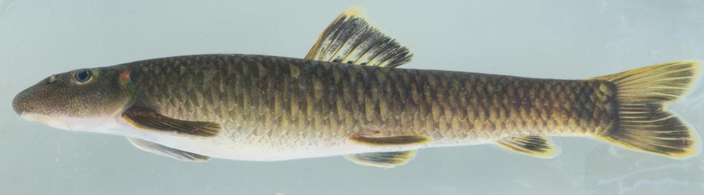 Ornate garra (Garra ornata) — Cyprinidae