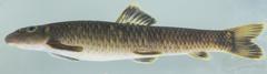 Garra ornata