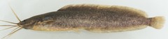 Clarias gabonensis