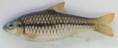 Enteromius miolepis