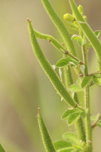 Asian Spiderflower