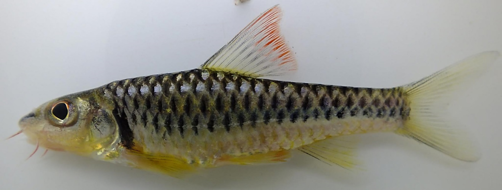 Congo barb (Clypeobarbus congicus) — Cyprinidae