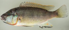 Thoracochromis