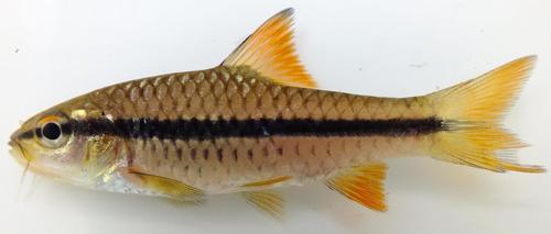 Spotscale barb (Enteromius holotaenia) — Cyprinidae — 3