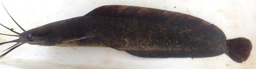 Gabon catfish (Clarias gabonensis) — Clariidae