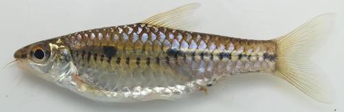 Striped African barb (Enteromius sublineatus) — Cyprinidae — 2
