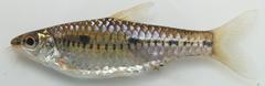 Enteromius sublineatus