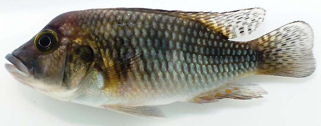Demeuse's cichlid (Thoracochromis demeusii) — Cichlidae