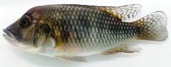 Haplochromis demeusii