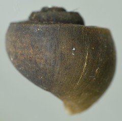 Lanistes congicus