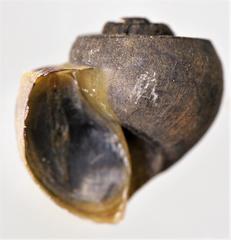 Lanistes congicus