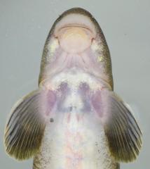 Garra ornata