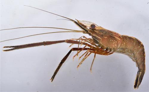 Congo river prawn