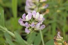 Lathyrus incurvus