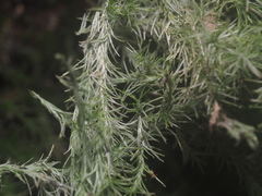 Arthrocormus schimperi