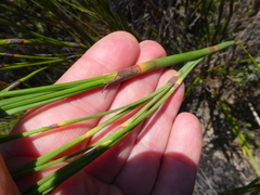 Restio quadratus