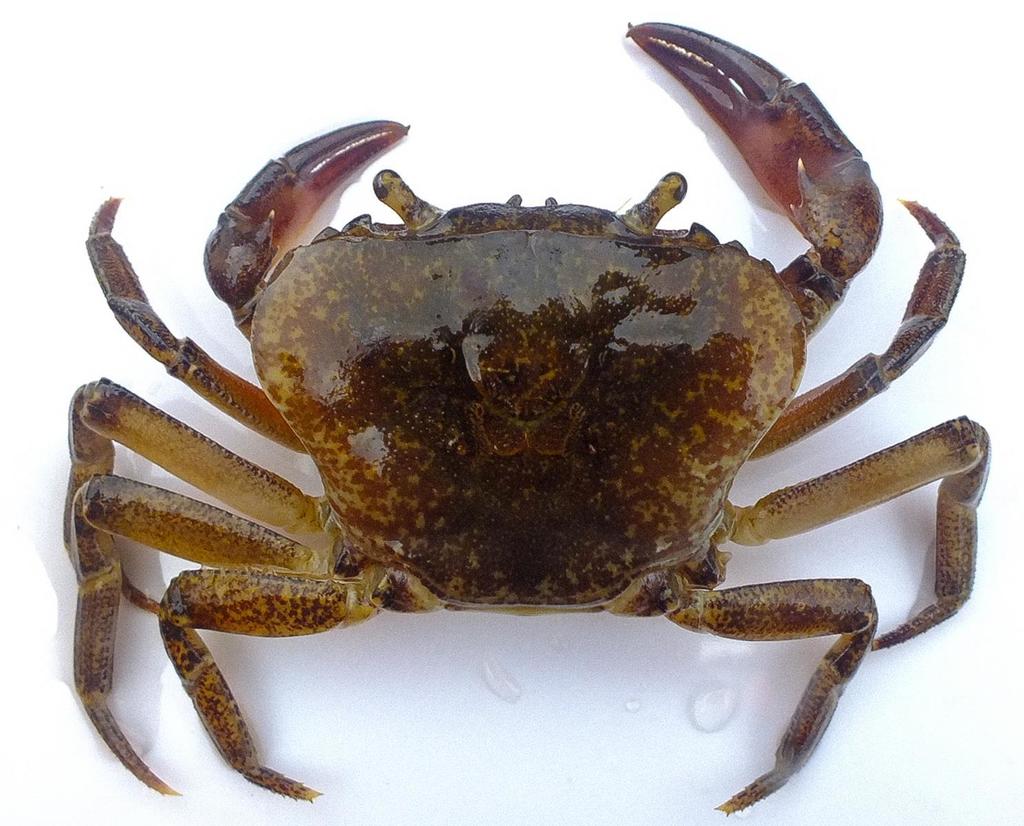 Liberonautinae