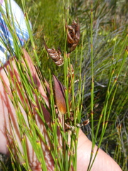 Restio quadratus