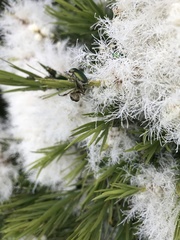 Diphucephala colaspidoides