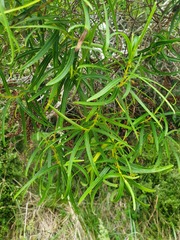 Veronica stenophylla