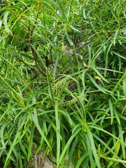 Veronica stenophylla