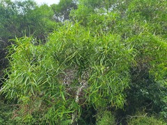 Veronica stenophylla