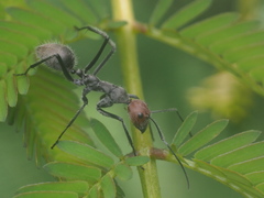 Camponotus singularis