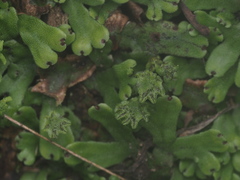 Marchantia paleacea