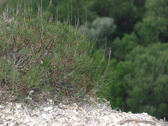 Artemisia salsoloides
