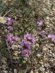 Thymus dubjanskyi