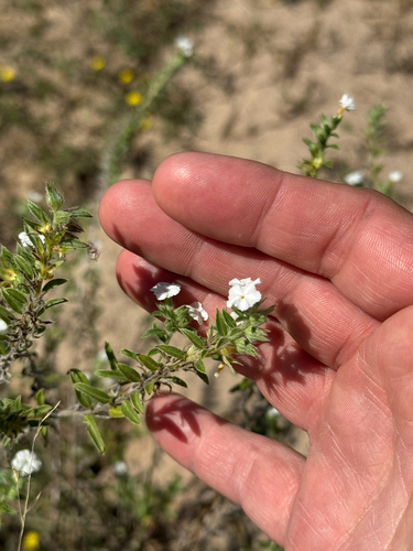 Coastal plain heliotrope (Euploca racemosa)