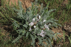 Astragalus testiculatus