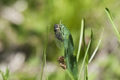 Cicadetta montana