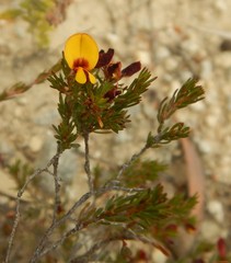 Pultenaea tenuifolia