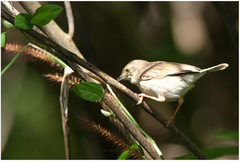 Cisticola brachypterus