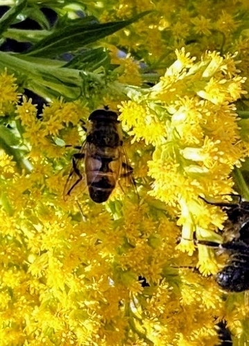 Unknown species found near New London, NH 03257, USA