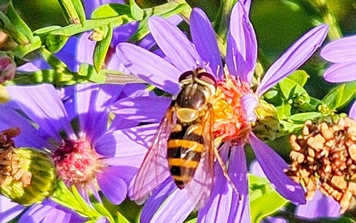 Unknown species found near New London, NH, USA
