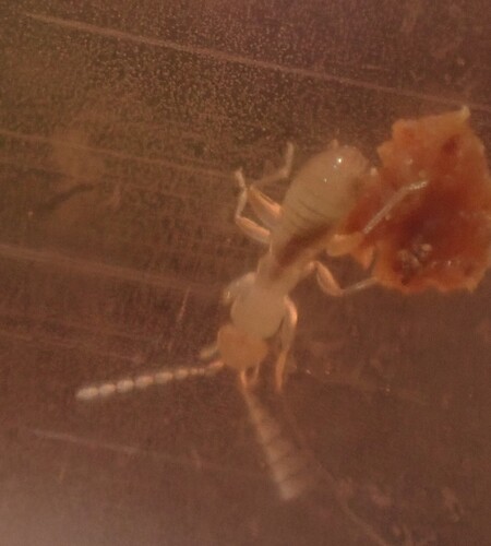 Hubbard's Angel Insect photo 5