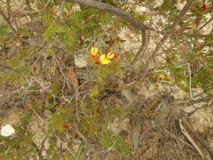 Pultenaea tenuifolia