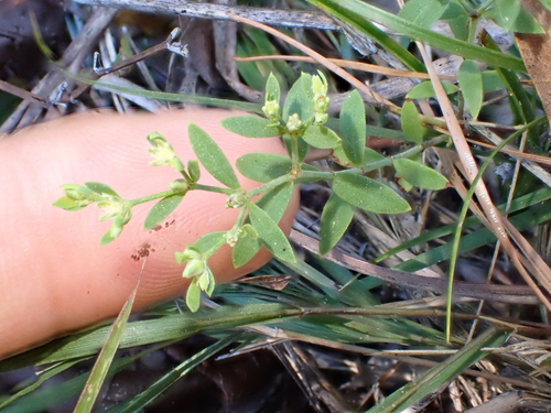 Baldwin's nailwort (Paronychia baldwinii)