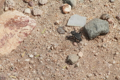 Philolithus morbillosus