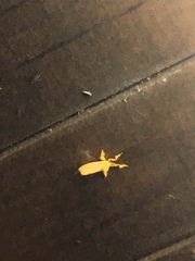 Dalceridae