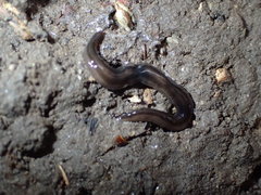 Endeavouria septemlineata