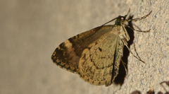 Chloroclysta siterata