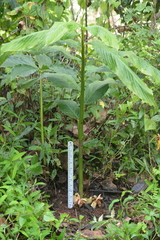 Zingiber nimmonii